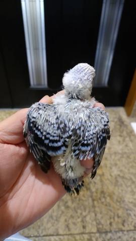 ジャンボセキセイインコ①