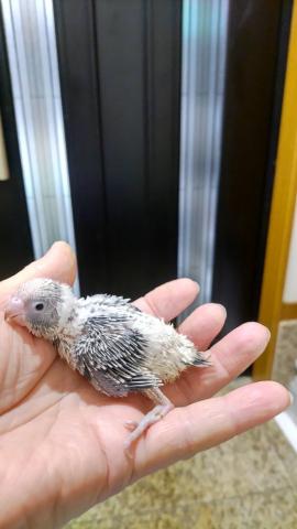 ジャンボセキセイインコ②