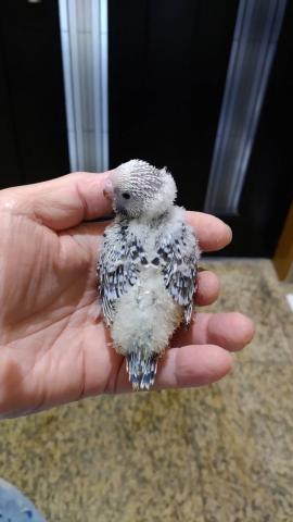 ジャンボセキセイインコ③