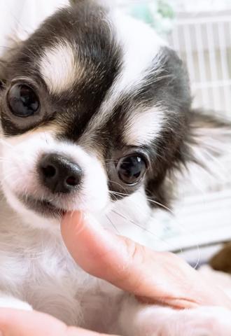 チワワ（ロングコート）