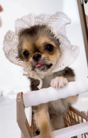 チワワ（ロングコート）