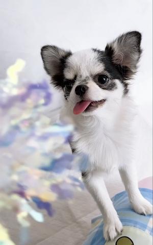 チワワ（ロングコート）