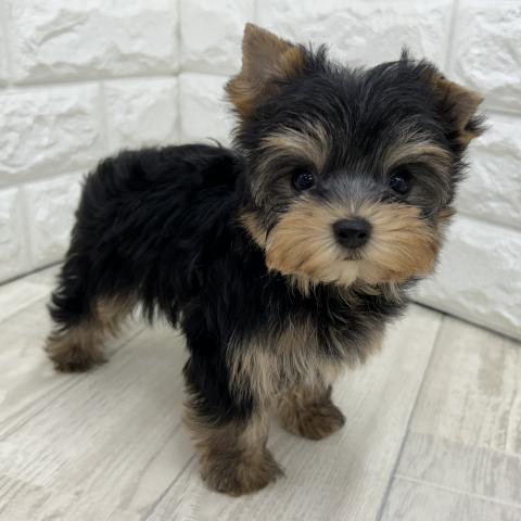 ヨークシャーテリア