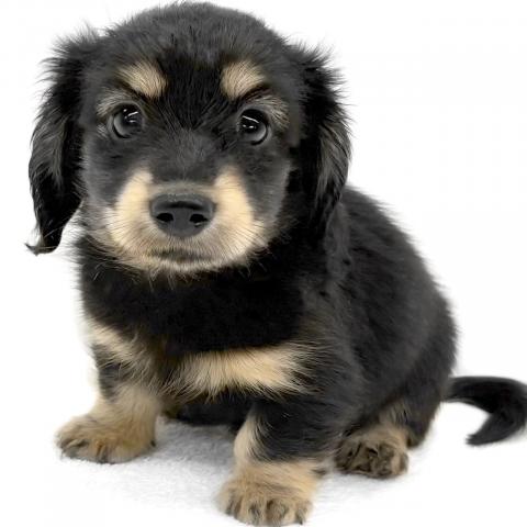 カニンヘンダックスフンド