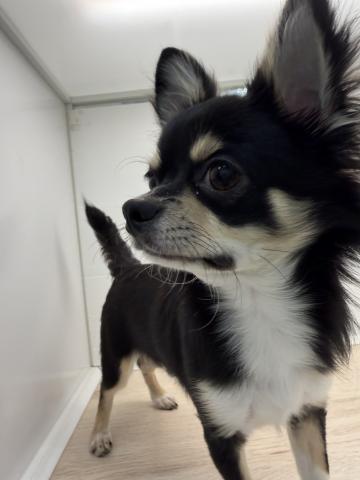 チワワ（ロングコート）