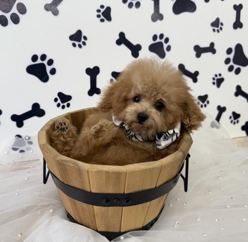 トイプードル♪成犬時2.0kg前後予想