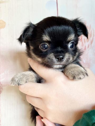 チワワ（ロングコート）