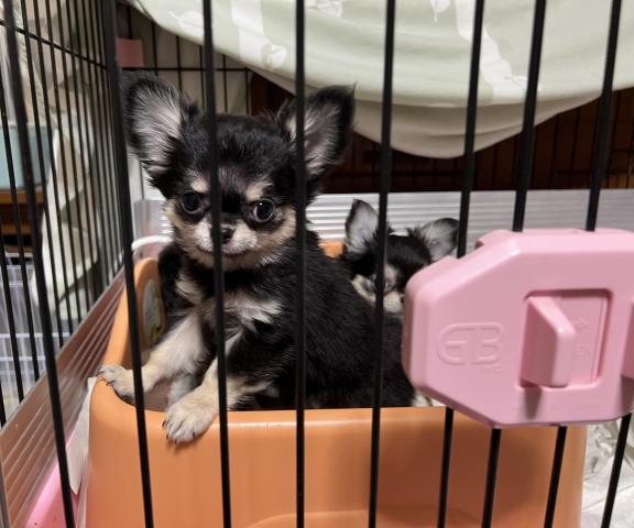 チワワ（ロングコート）ブラックタン