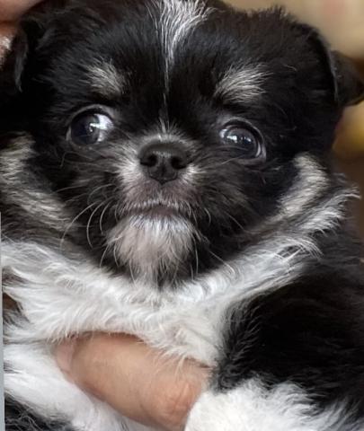 チワワ（ロングコート）