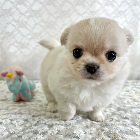 短いあんよがキュート♡まんまるチワワの女の子♡