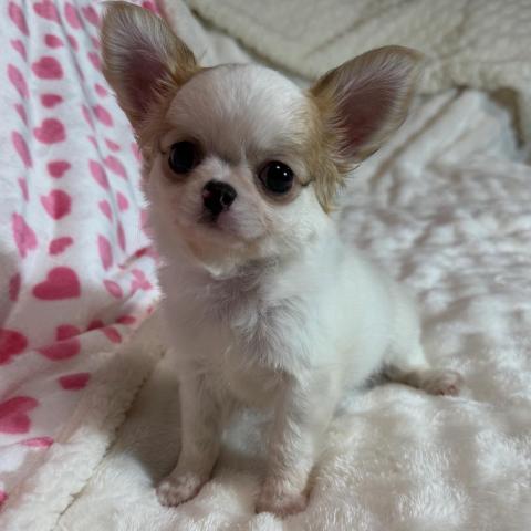 しなやかで綺麗なコート