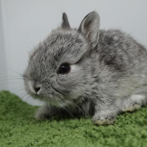 ネザーランドドワーフ（チンチラ）