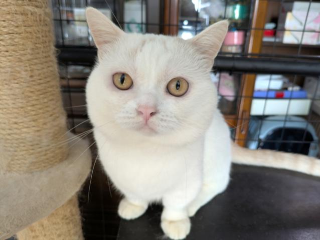 ミヌエット（旧ナポレオン）