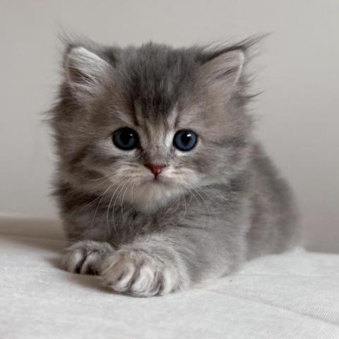 スコティッシュフォールド