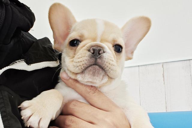 フレンチブルドッグ