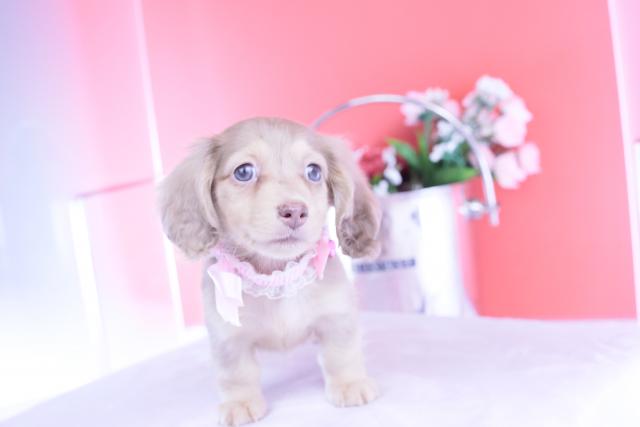 カニヘンダックスフンド ロング