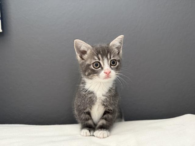 マンチカンマンチカン短足