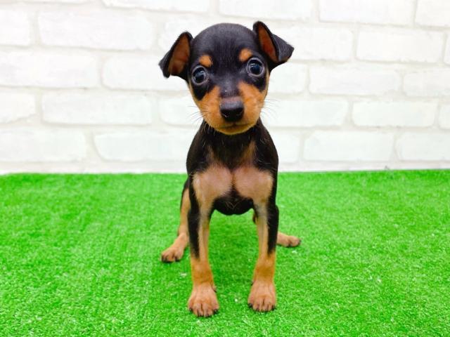 ミニチュアピンシャー