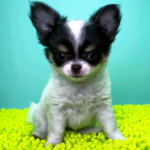 チワワ（ロングコート）