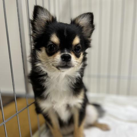 チワワ(ロングコート)