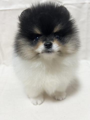 ポメラニアン