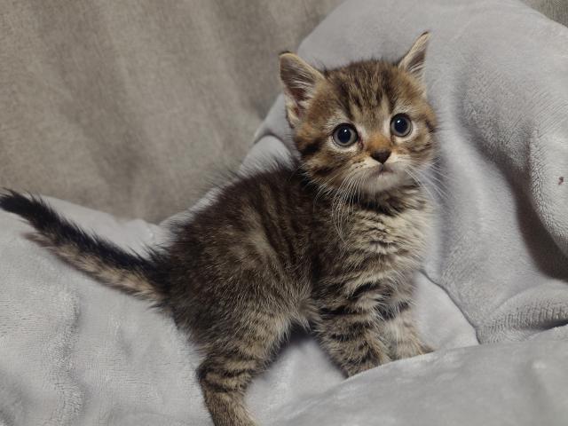 MIX(雑種)メインクーン×マンチカン