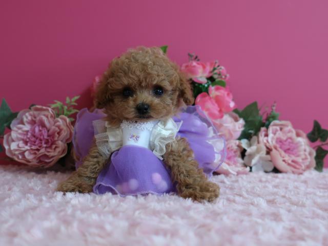 ティーカップ～予想の子女の子　生後55日で465ℊです。