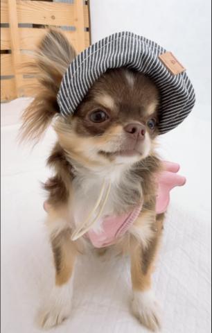 チワワ(ロングコート)