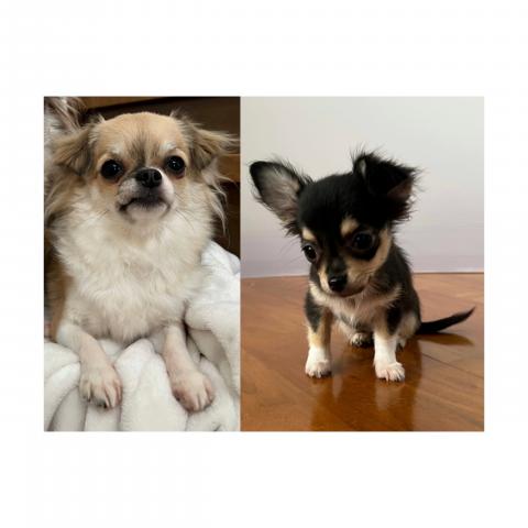 チワワ(ロングコート)