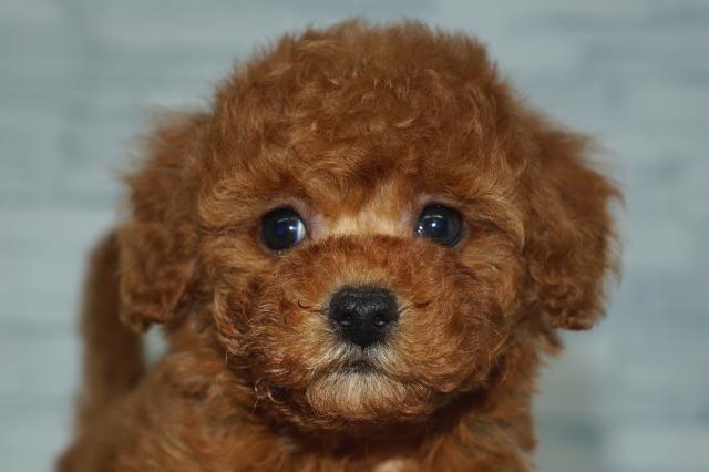 KIKUCHI PET  管理番号　　251126