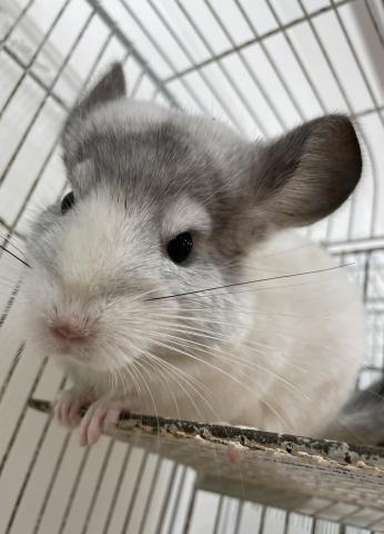 小柄なかわいいモザイクのおんなのこ♡