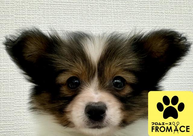 両親遺伝子検査vWD1,母親PRAクリア