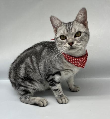 アメリカンショートヘアー