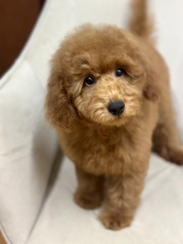 MIXゴールデンドゥードルF1b