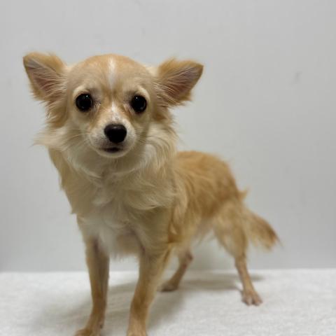 チワワ（ロングコート）