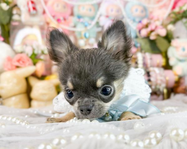 チワワ(ロングコート)