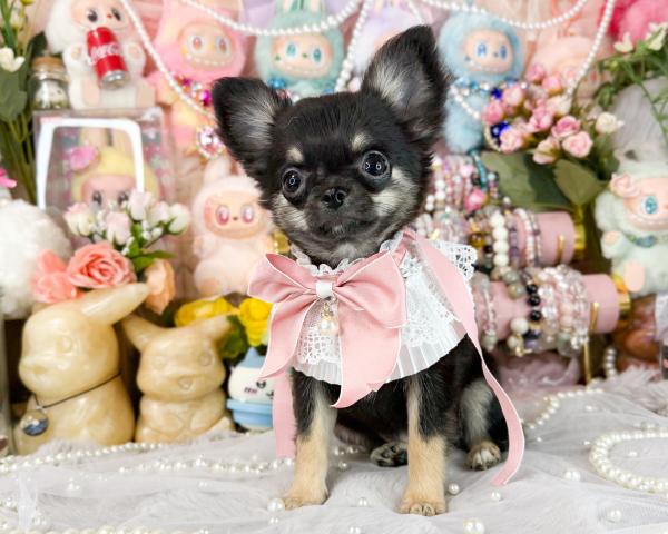 チワワ(ロングコート)