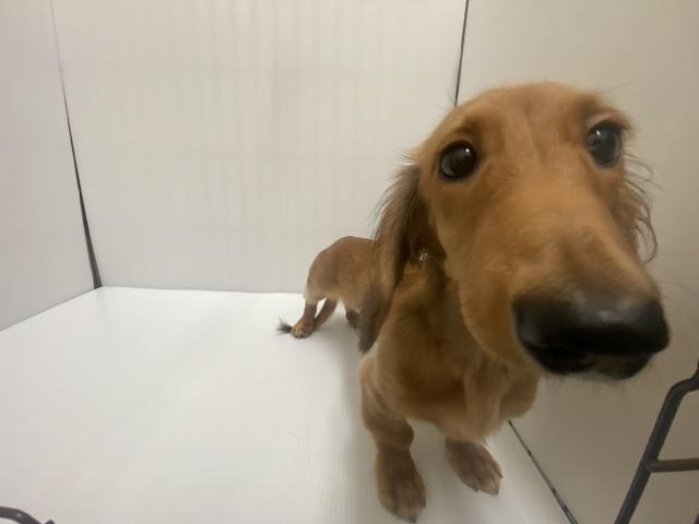 ミニチュアダックスフンド