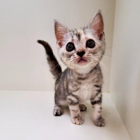 アメリカンショートヘアー