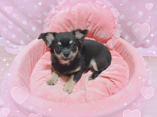 甘えん坊ブラックタン姫③