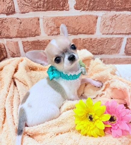 チワワ（スムースコート）