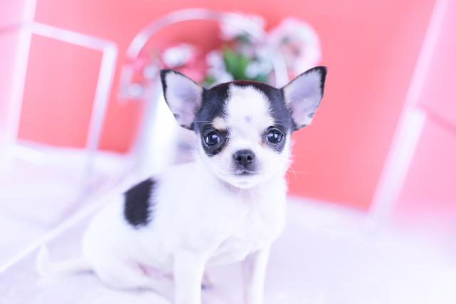 チワワ(スムースコート)