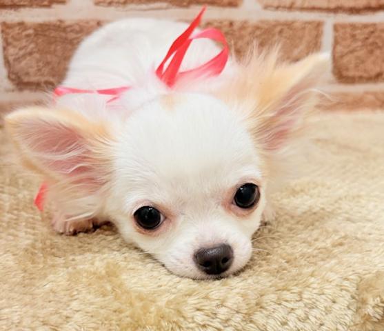 チワワ（ロングコート）