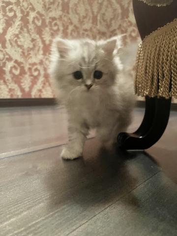 ミヌエット(旧ナポレオン)