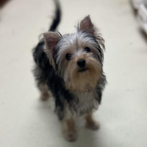 ヨークシャーテリア