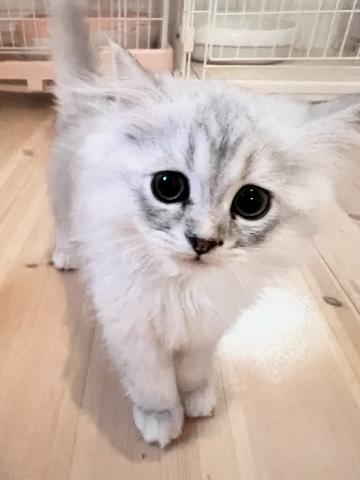 ミヌエット(旧ナポレオン)