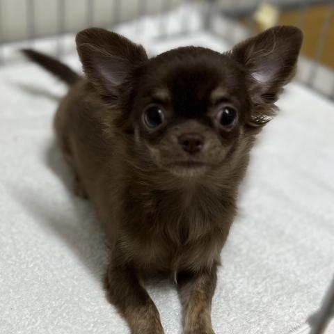 チワワ(ロングコート)