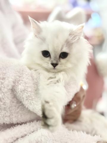 ミヌエット(旧ナポレオン)