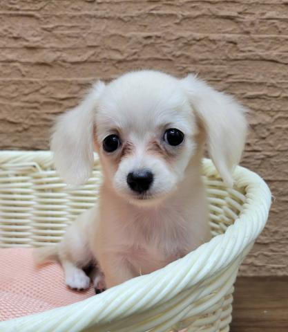 人懐こい『ちわっくす』の女の子🎶奈良県北葛城郡河合町