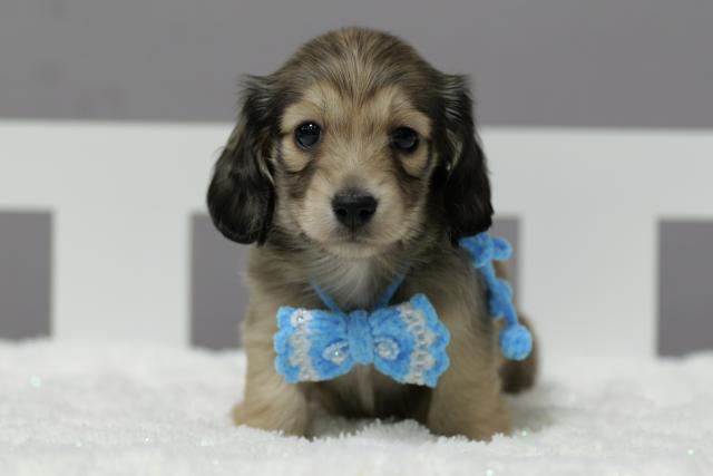 カニンヘンダックスフンド